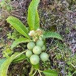 Solanum umbellatumᱡᱚ