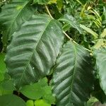 Coffea canephora Leaf