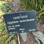 Equisetum myriochaetum Ostatní