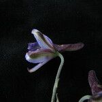 Delphinium stapeliosmum