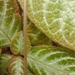 Episcia cupreata Кора