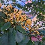 Pterocarpus rohrii Flower