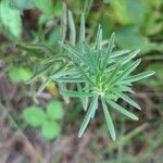 Eupatorium hyssopifolium 叶