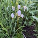 Dodecatheon meadia Blomst