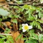 Anemone nemorosaFlower