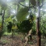 Pterospermum acerifolium Blad