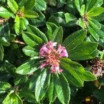 Escallonia rubra Flower