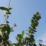 Calotropis gigantea 花