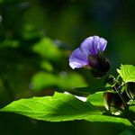 Nicandra physalodes Blomst