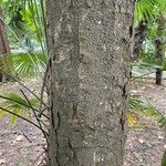 Magnolia virginiana Bark