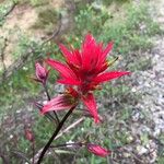 Castilleja miniata Çiçek