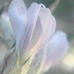 Erinacea anthyllis Цветок