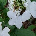 Viburnum plicatumFloro