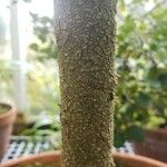 Chrysobalanus icaco Écorce