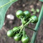 Solanum americanum Плід