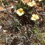 Hibbertia nana ᱛᱟᱦᱮᱸ