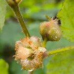 Rubus alceifolius Flower