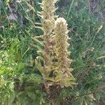 Campanula thyrsoides Blomst