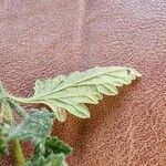 Verbena peruviana Leaf