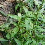 Persicaria hydropiper Leaf