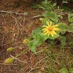 Arnica latifolia ফুল