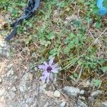 Scorzonera undulata 花