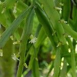 Rhipsalis micrantha Habit