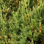 Lycopodium × oellgaardii Habit