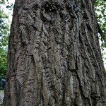 Populus deltoides Kôra