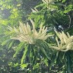 Castanea mollissima Flower