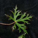 Aconitum heterophylloides