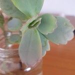 Kalanchoe fedtschenkoi Leaf