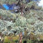 Cedrus libani Leaf