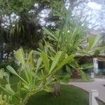 Crescentia alata Hoja