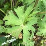 Aconitum vulparia Leaf