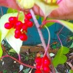 Schisandra chinensis Fuelha