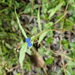 Commelina diffusa花