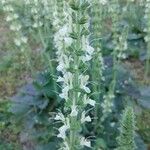 Salvia austriaca Цветок