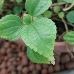 Pilea pumila Ліст