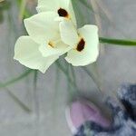 Dietes bicolor Virág