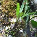 Jumellea triquetra Habitatea