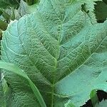 Rodgersia podophylla Blad