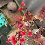 Kalanchoe manginii Flower