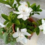 Gardenia jasminoidesLiść