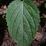 Scutellaria ovata Leaf