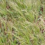 Bromus sterilis Natur