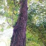 Quercus pachyloma Bark