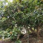 Dimocarpus longan برگ