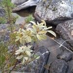 Salix lapponum Blad