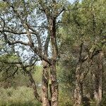 Quercus suber Habit